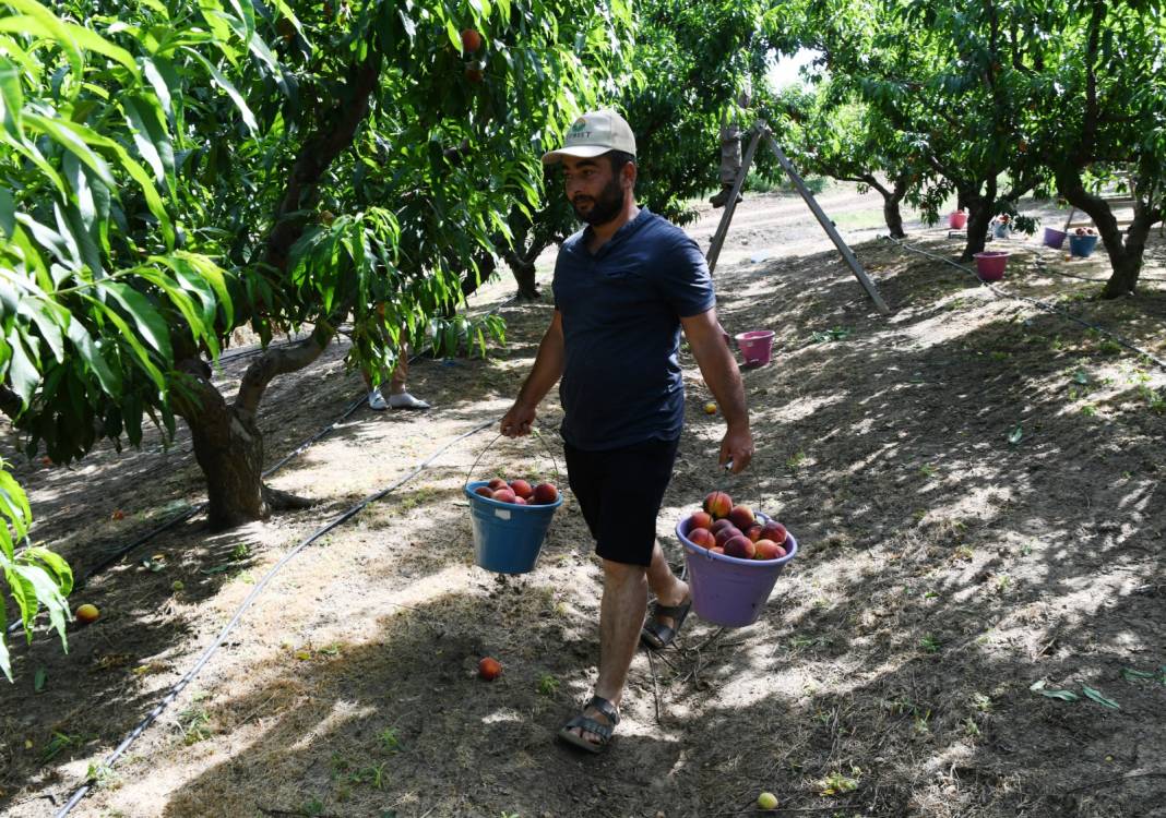 Haziran Ortası Başlayan Hasat Eylül Sonuna Kadar Devam Edecek! Verim Bu Yıl Geçen Seneden İyi 5